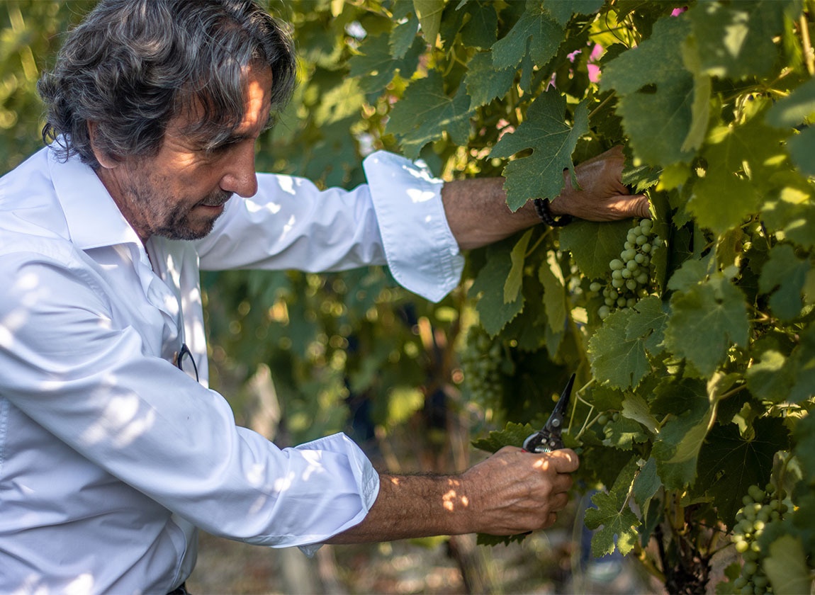 Giorgio Rivetti überprüft persönlich die Süße der Trauben