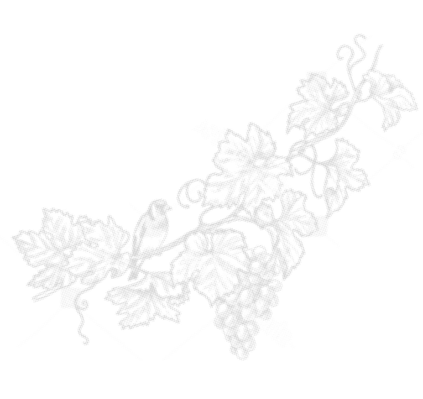 Abstrakte, skizzenhafte Illustration von Weinreben und Trauben