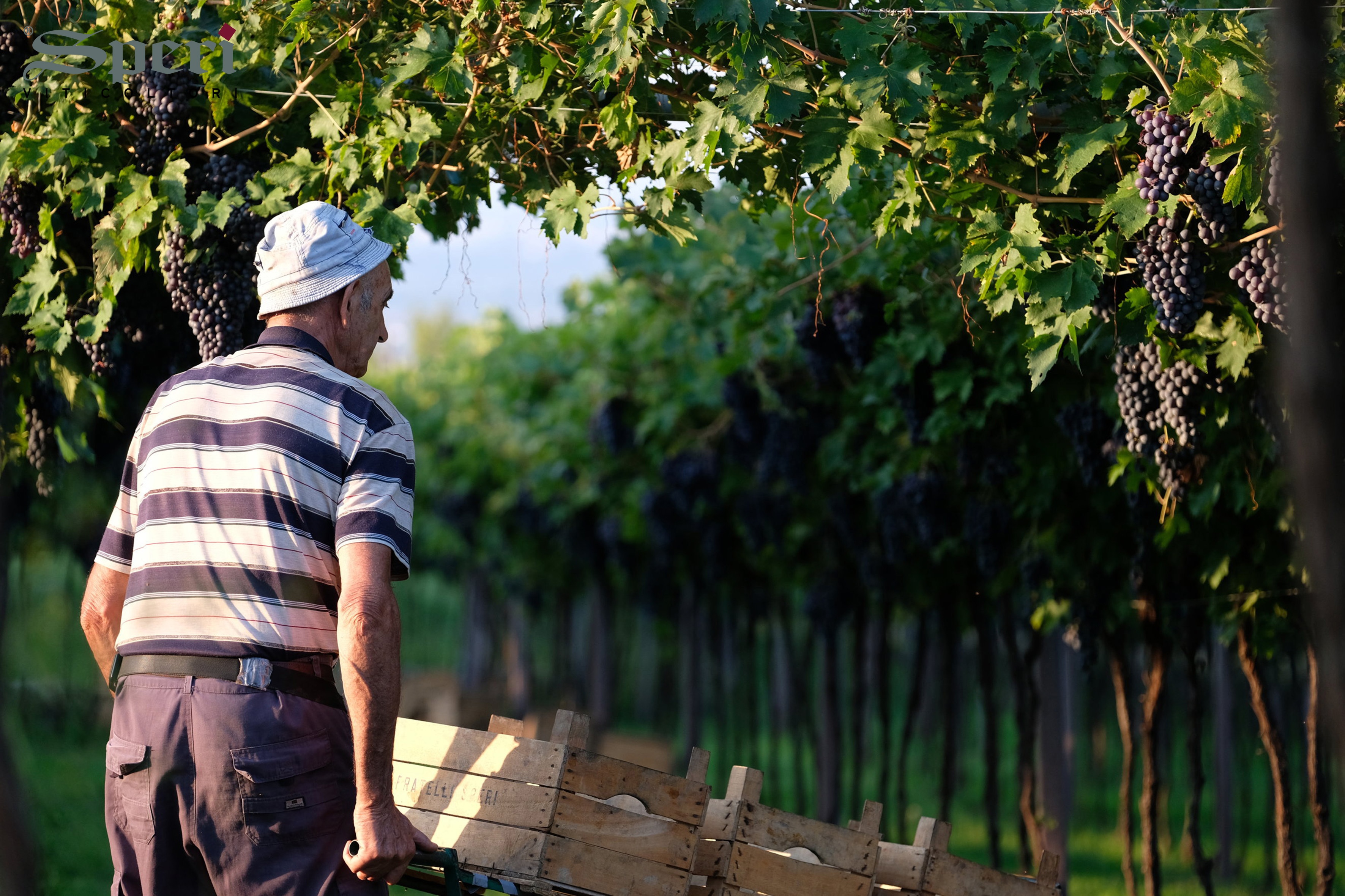 Arbeiten in den Weinreben von Speri